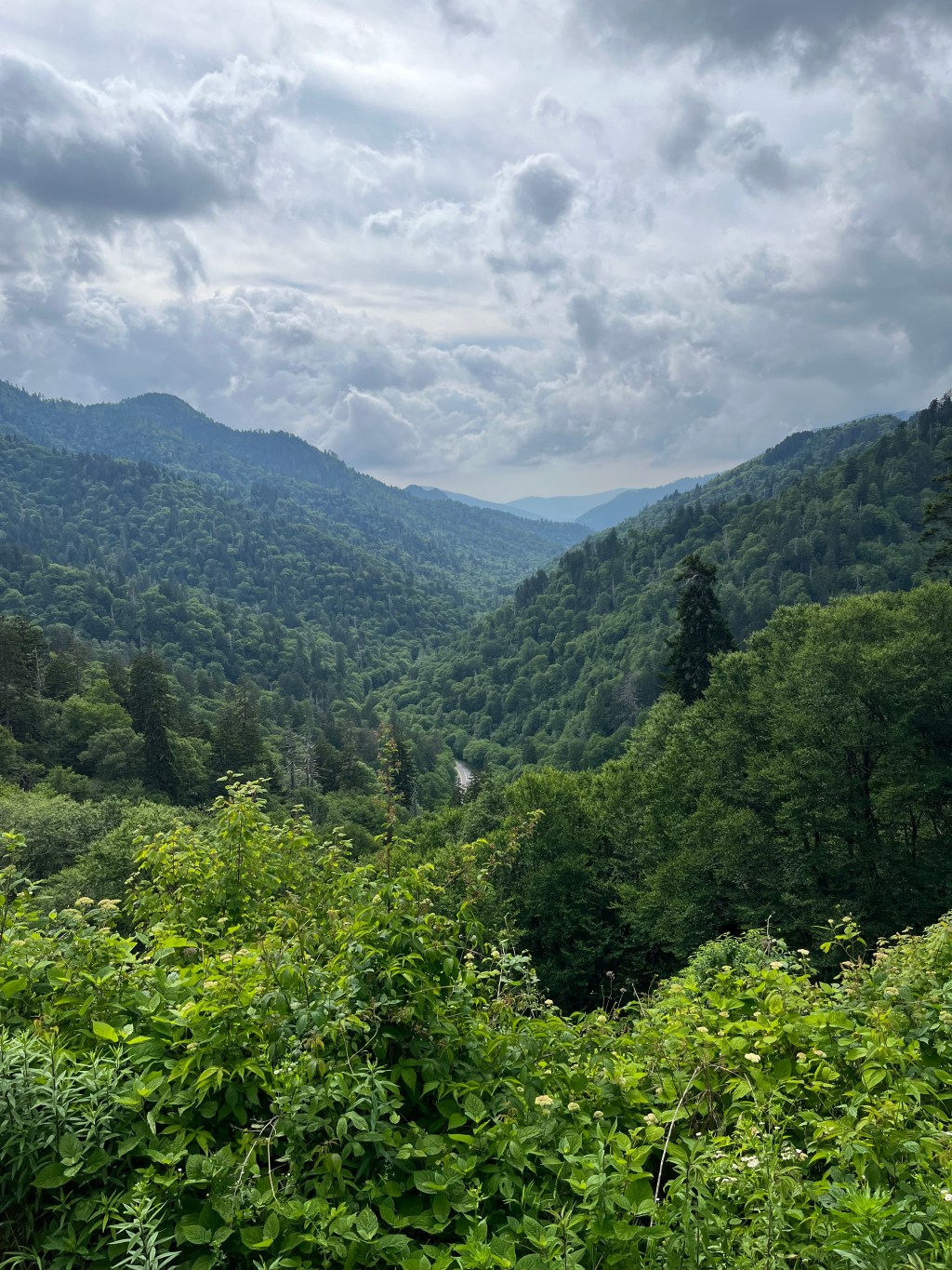 Redbud Trees & Spring