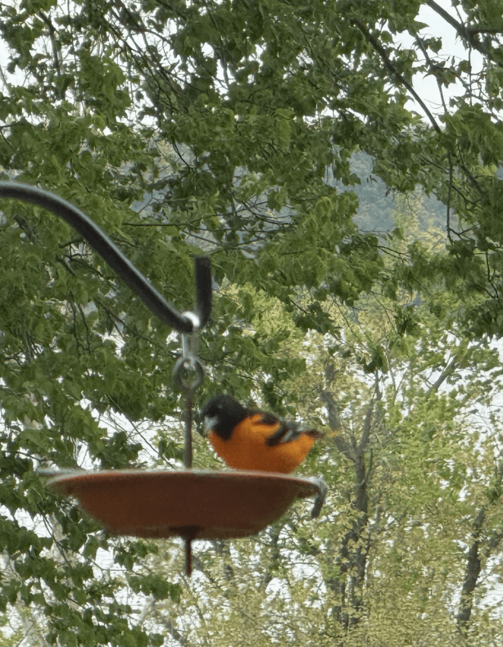 The Abecedarian Flash